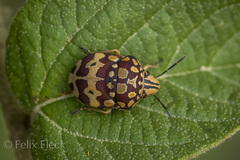 Orsilochides scurrilis