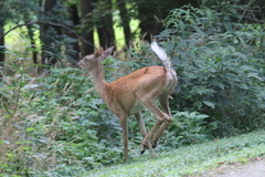 Odocoileus virginianus
