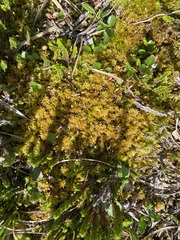 Sphagnum teres