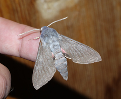 Hyles vespertilio