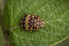 Orsilochides scurrilis