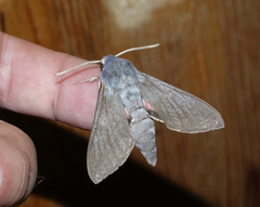 Hyles vespertilio