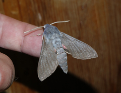 Hyles vespertilio