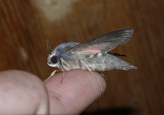 Hyles vespertilio