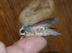 Hyles vespertilio