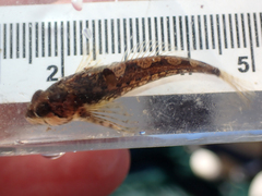 Clinocottus acuticeps