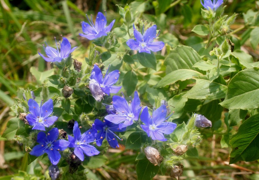 Blue Waterleaf (Nash Prairie Plants List) · iNaturalist