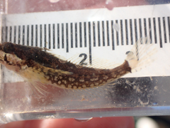 Clinocottus acuticeps