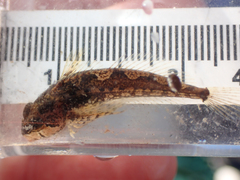 Clinocottus acuticeps