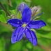 Blue Waterleaf - Photo (c) Jerry Oldenettel, some rights reserved (CC BY-NC-SA)