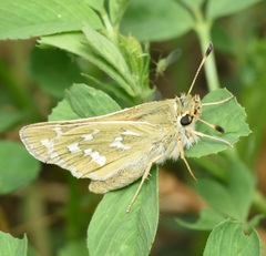 Hesperia assiniboia