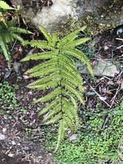 Pteris setulosocostulata