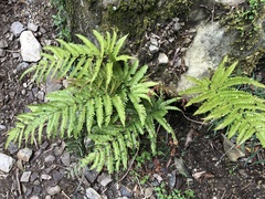 Pteris setulosocostulata