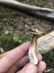 Lactarius fallax