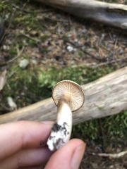 Lactarius fallax