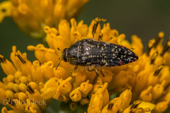 Acmaeodera mudgei