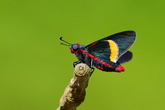 Mysoria barcastus