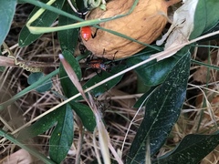 Leptoglossus zonatus