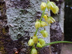 Dendrobium monophyllum