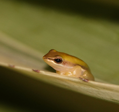 Litoria bicolor