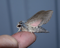 Hyles vespertilio