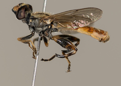 Anasimyia distincta