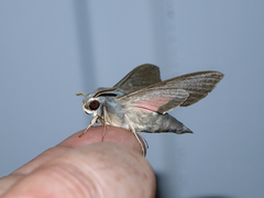 Hyles vespertilio