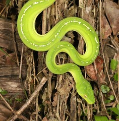 Morelia viridis