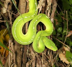 Morelia viridis