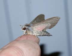 Hyles vespertilio