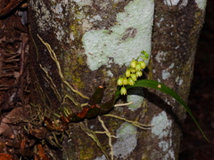 Dendrobium monophyllum