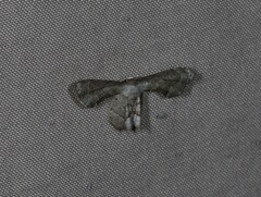 Phazaca leucocephala