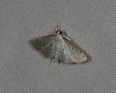 Protonoceras argocephala