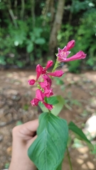 Spigelia colimensis