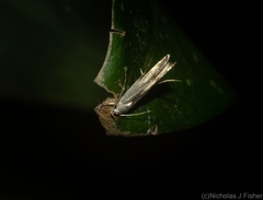 Thiotricha atractodes