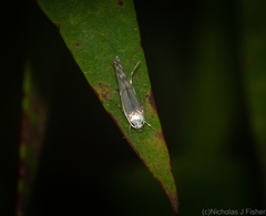 Thiotricha atractodes