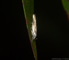 Thiotricha atractodes