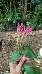 Spigelia colimensis