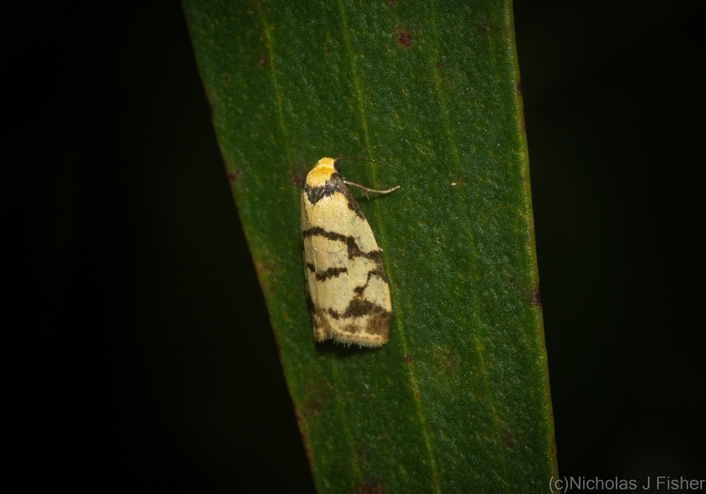 Scaptesyle dictyota