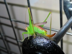 Orchelimum silvaticum