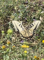 Papilio machaon oregonius