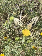 Papilio machaon oregonius