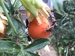 Leptoglossus zonatus