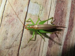 Orchelimum silvaticum