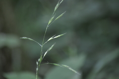 Bromus pubescens