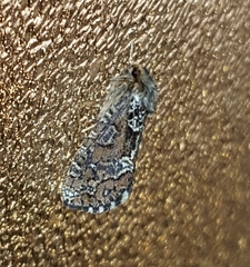 Korscheltellus gracilis