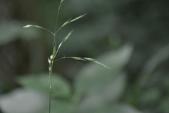 Bromus pubescens