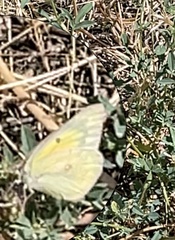 Colias eurytheme