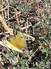 Colias eurytheme