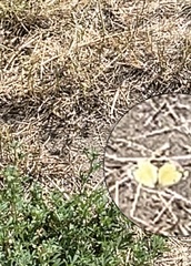 Colias eurytheme